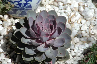 Echeveria Perle Von Nurnberg plant with purple-grey foliage.