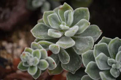 Echeveria pulvinata plants with green-grey leaves.