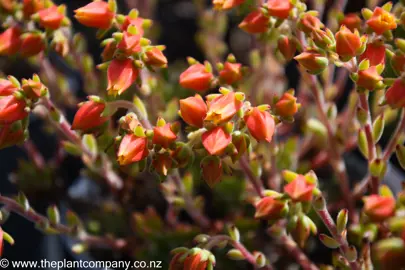 echeveria-set-oliver-