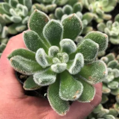 echeveria-setosa--1