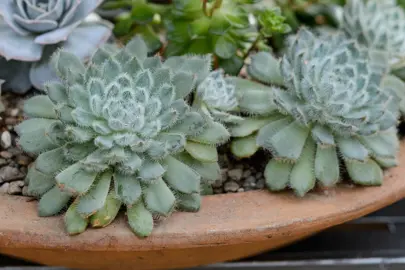 echeveria-setosa-