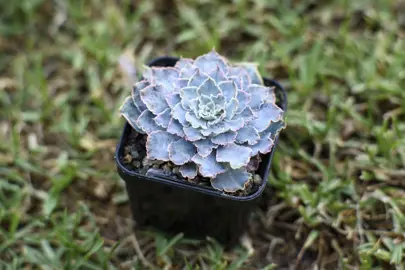 Echeveria shaviana plant with frilly blue leaves and pink edges.