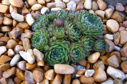 echeveria-simonoasa-3