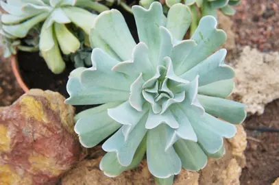 echeveria-topsy-turvy-