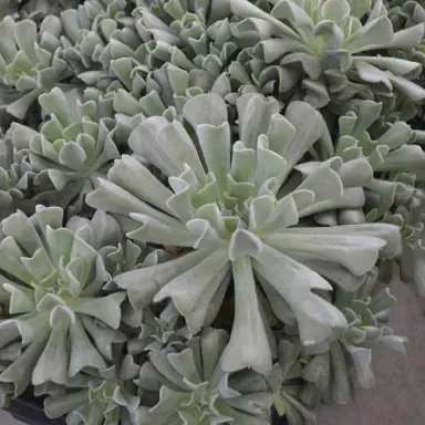 echeveria-topsy-turvy-2