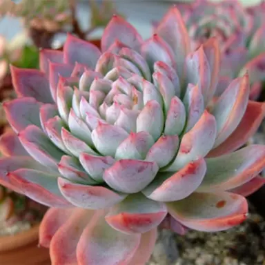 echeveria-violet-queen-