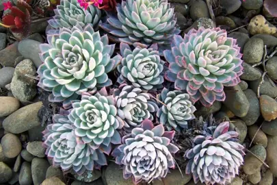 echeveria-violet-queen-1