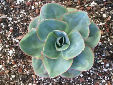 Echeveria 'White Rose' succulent.