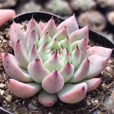 echeveria-zaragozae--1