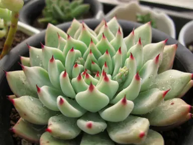 echeveria-zaragozae-