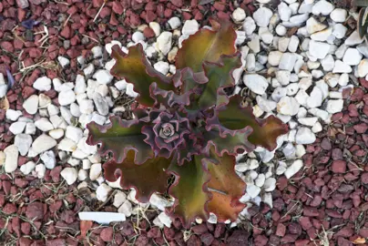 Echeveria 'Zorro' plant with colourful red and green foliage.