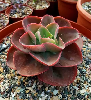 echeveria-big-red-