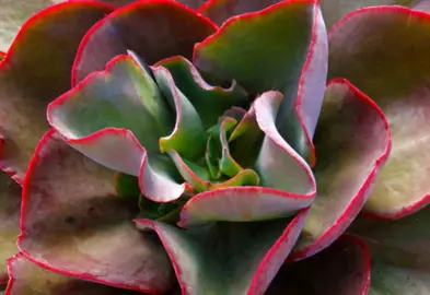 echeveria-big-red-1