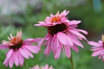 Echinacea Doubledecker dark pink flower.