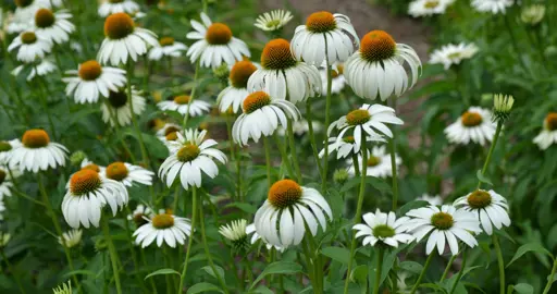 Echinacea Happy Star plants with elegant, white flowers.