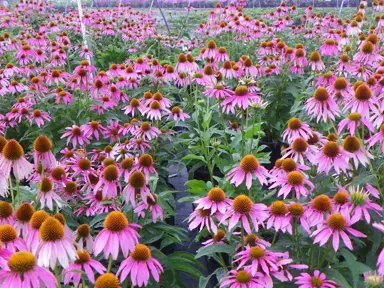 Echinacea Kims Knee High plants with masses of purple flowers.