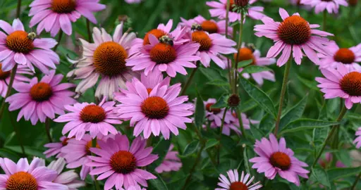 Echinacea Magnus Superior plants with elegant, purple flowers.