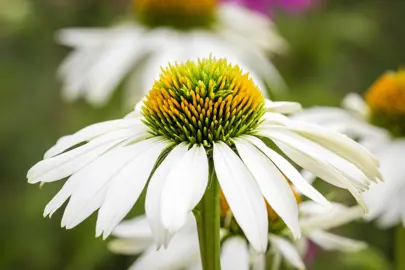 Echinacea 'Pow Wow White' white flower.