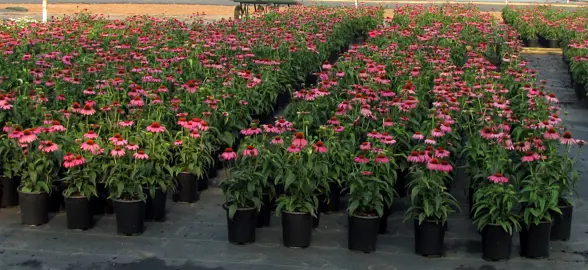 Echinacea Prairie Splendor growing in pots with masses of purple flowers.