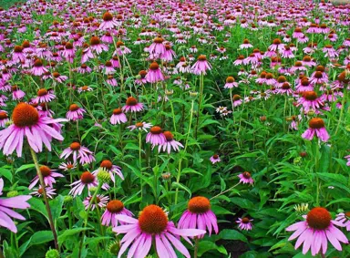 echinacea-purpurea--1