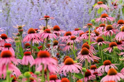 echinacea-purpurea-