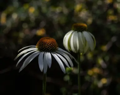 Echinacea White Swan flowers.