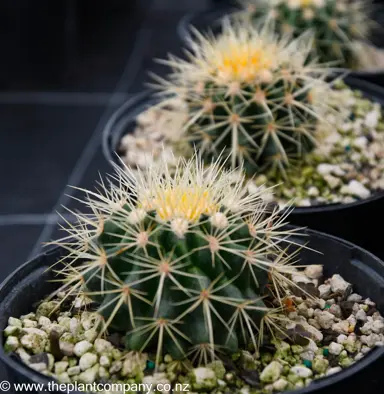 echinocactus-grusonii--1