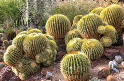 echinocactus-grusonii--3