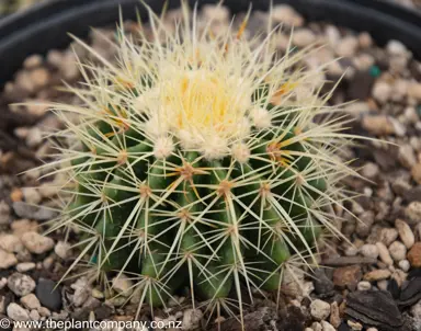 echinocactus-grusonii-