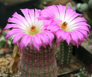 echinocereus-rigidissimus-rubispinus--1