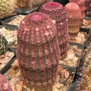 echinocereus-rigidissimus-rubispinus-