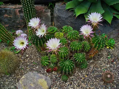 Echinopsis oxygona growing a pot with pink flowers.