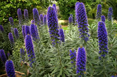 echium-fastuosum-