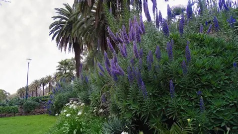 echium-fastuosum-1