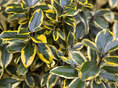 Elaeagnus 'Gilt Edge' variegated foliage.