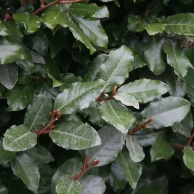 elaeagnus-submacrophylla-2