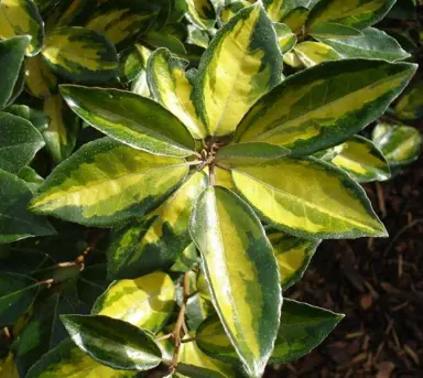 Elaeagnus x  ebbingei 'Limelight' variegated foliage.