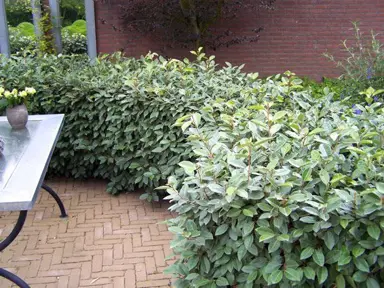 elaeagnus-ebbingei-2