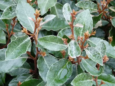 elaeagnus-ebbingei-4