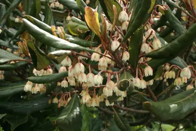 Elaeocarpus dentatus green foliage and white flowers.