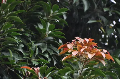 Elaeocarpus eumundi red and dark green foliage.