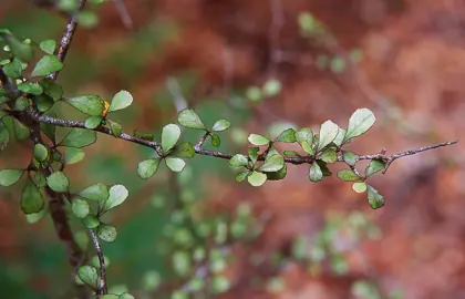 Elaeocarpus hookerianus foliage.