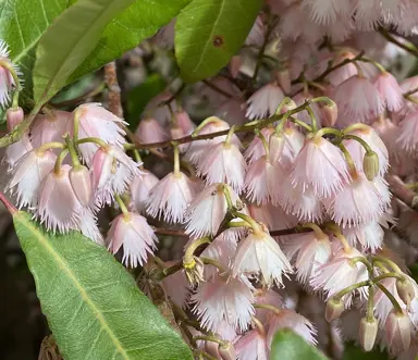 Elaeocarpus reticulatus 'Prima Donna' green foliage and pink flowers.