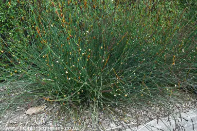 Elegia tectorum plant growing beside a path.