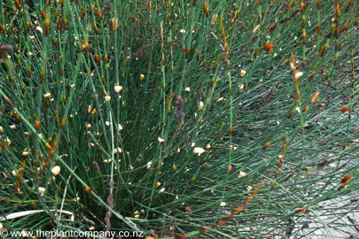 A dense Elegia tectorum plant with green leaves.