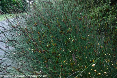 A dense Elegia tectorum plant growing alongside a path.