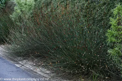 A beautiful Elegia tectorum plant growing beside a path.