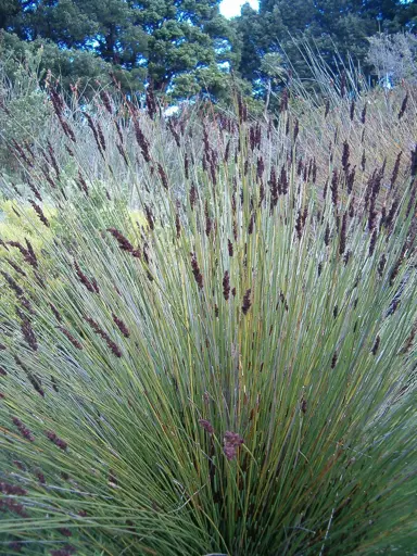 Elegia tectorum foliage.