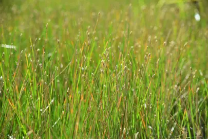 Eleocharis acuta plants in a pond.