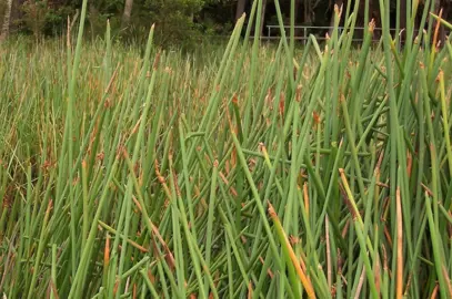 Eleocharis sphacelata plants growing in a pond.